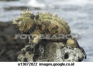 galapagos-marine-iguana_u13072822
