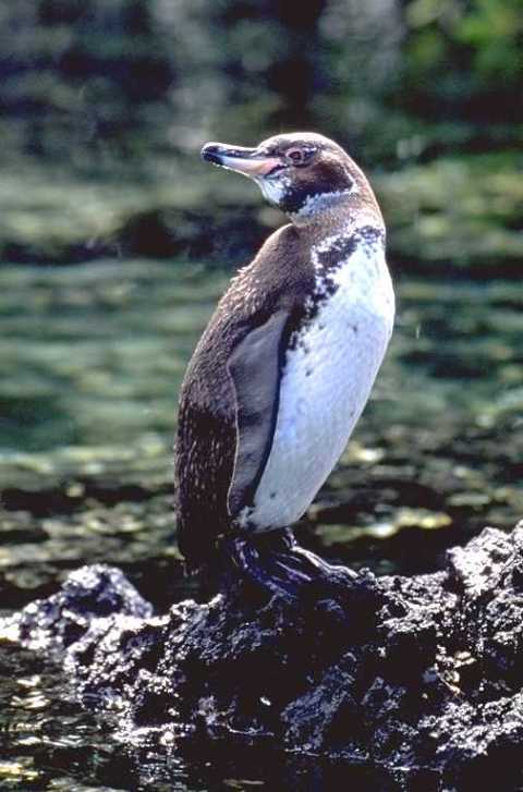 http://rezhadf.files.wordpress.com/2009/03/galapagos-penguin.jpg?w=480&h=727&h=727